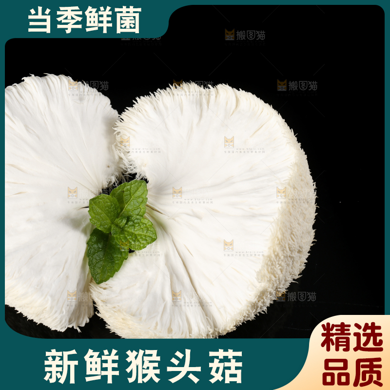 黑石板上的古田猴头菇