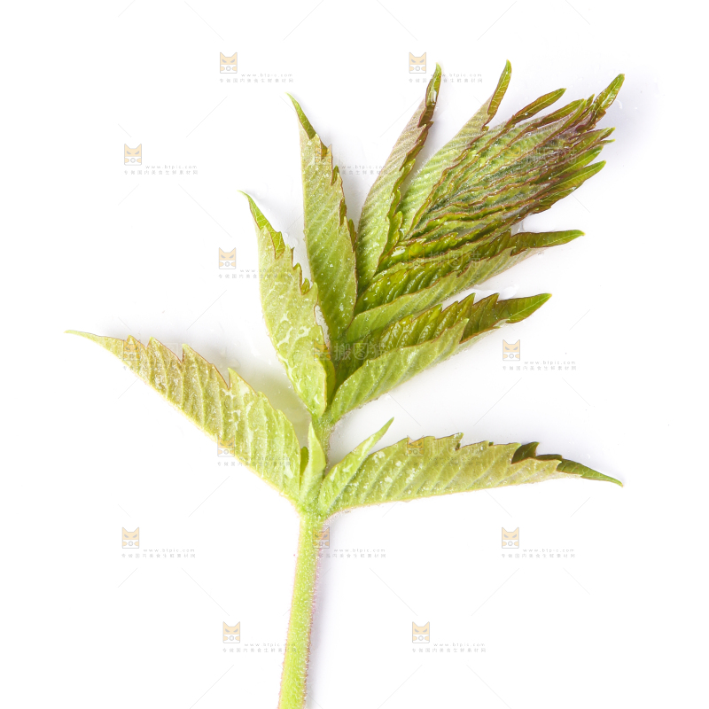 白底上放着新鲜香椿芽