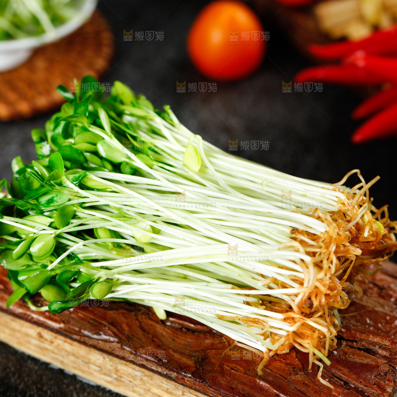 深底上的香椿苗芽