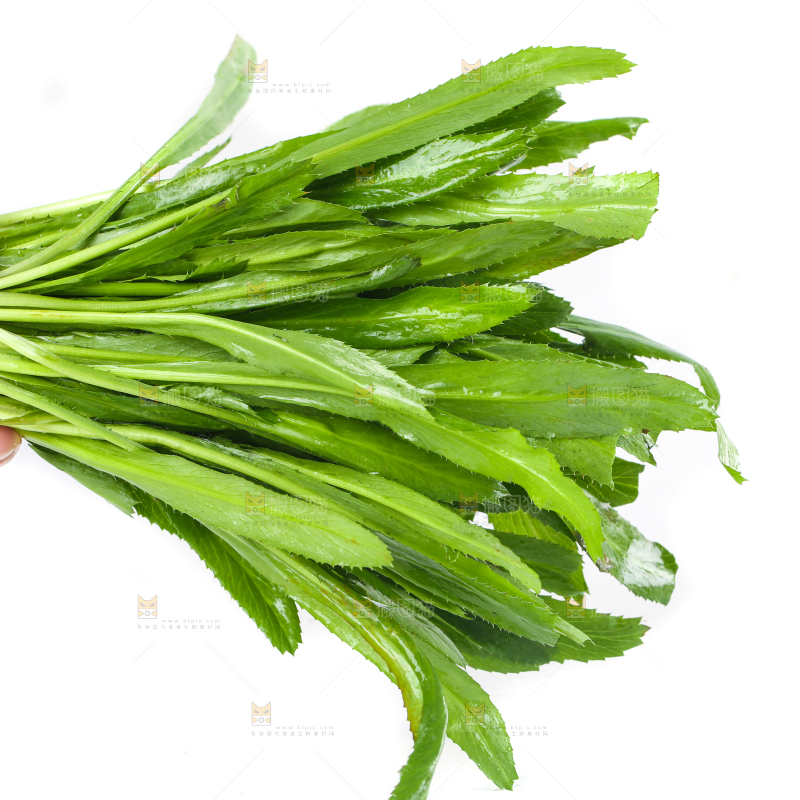 手拿云南大香菜