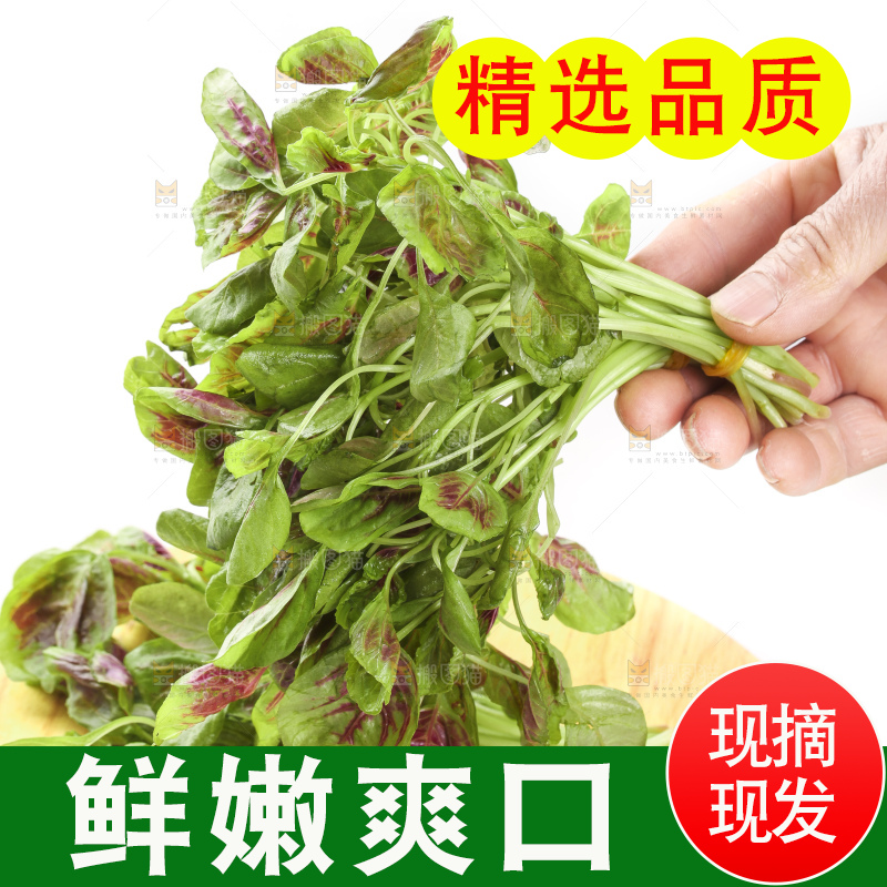 手拿红苋菜