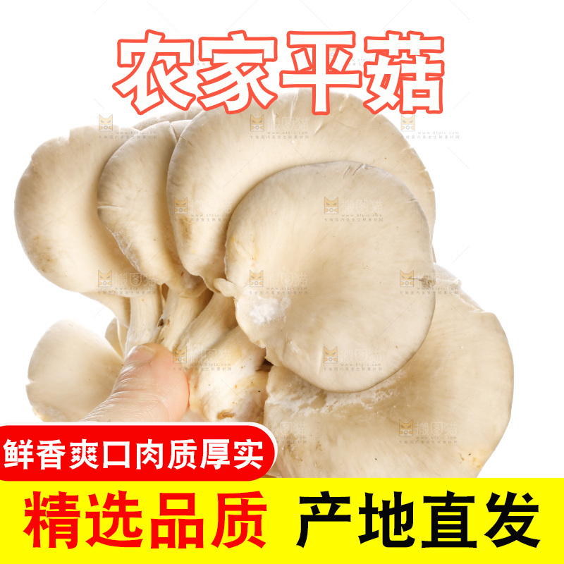 手拿新鲜平菇