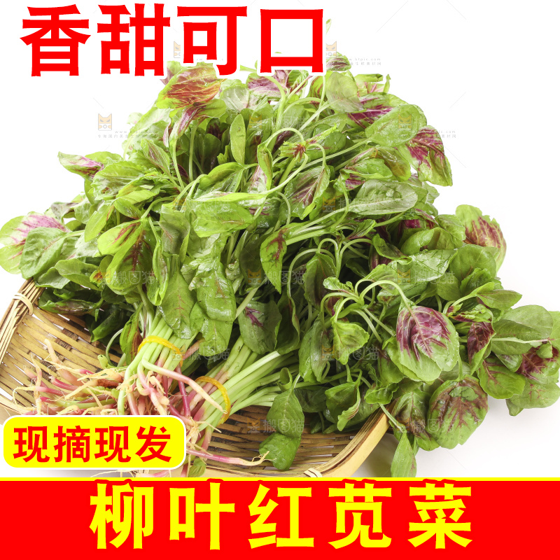 白底上放着一盘新鲜的红苋菜