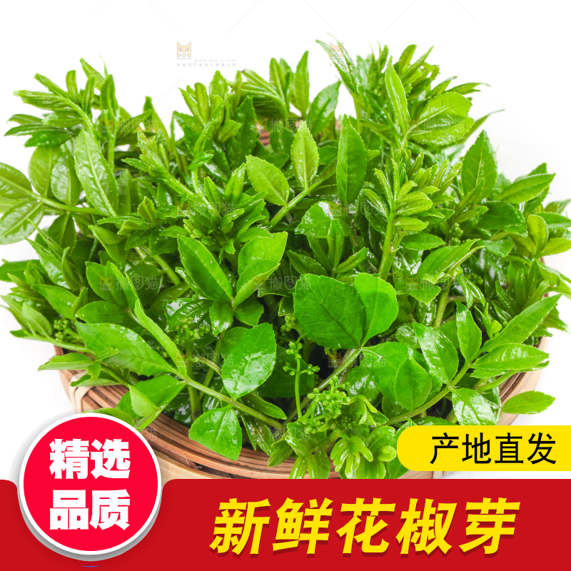一筐野生花椒芽放在白底上