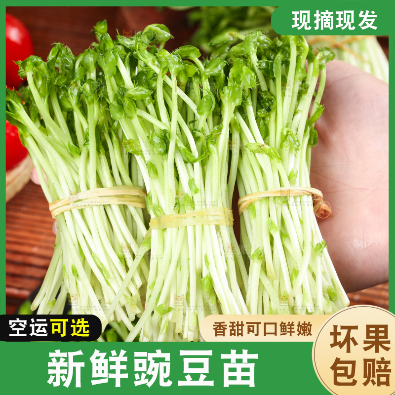 手里拿着新鲜豌豆苗