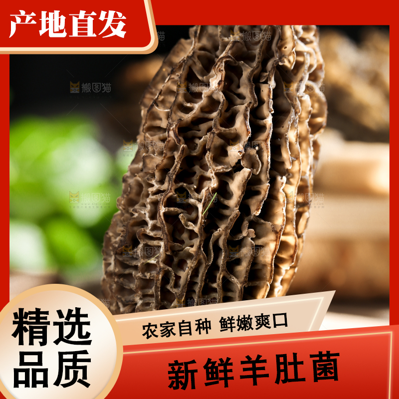 木板上的野生羊肚菌