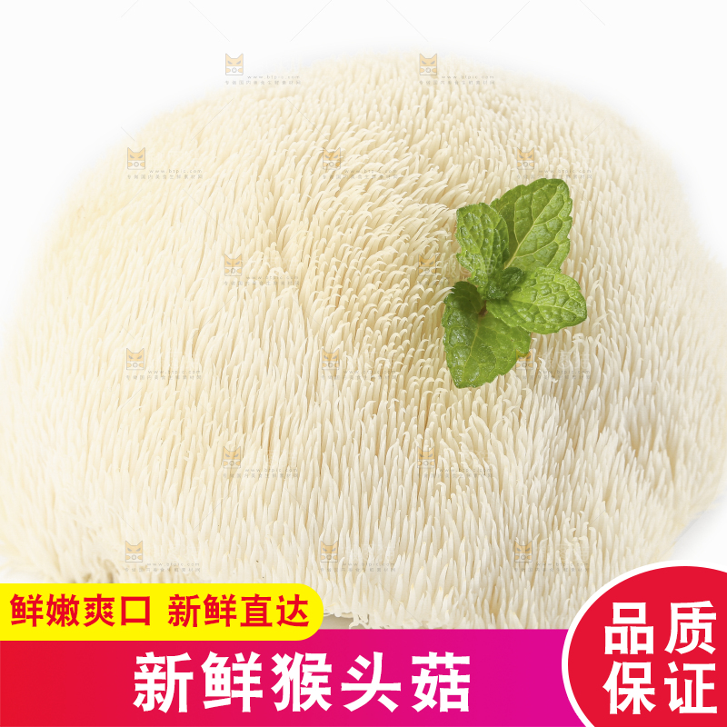 白底上的长白山猴头菇