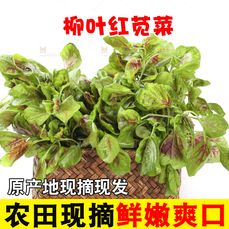 一筐红苋菜放在白底上