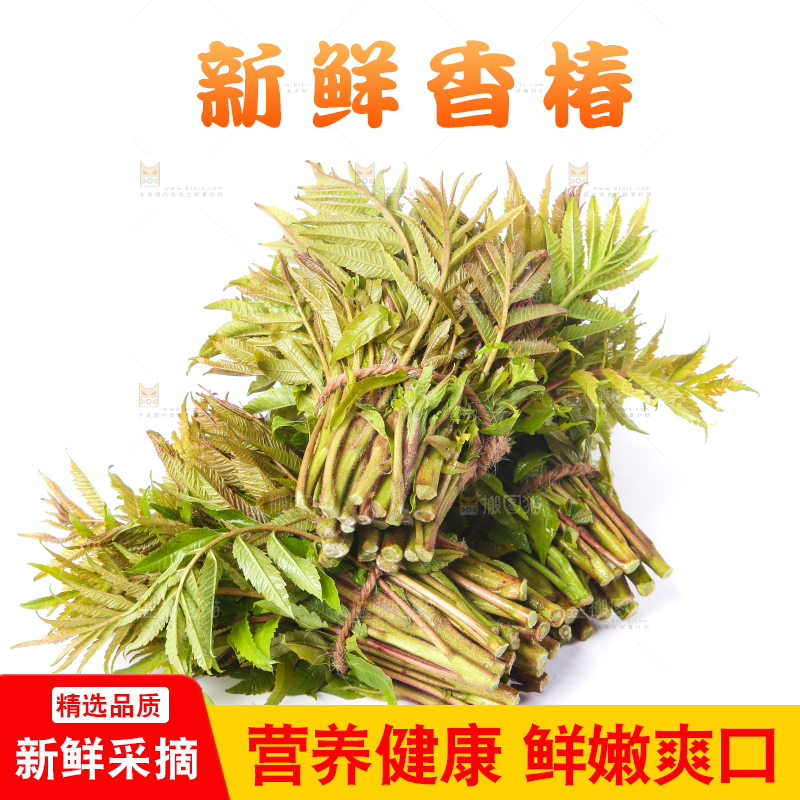 白底上放着野生香椿芽