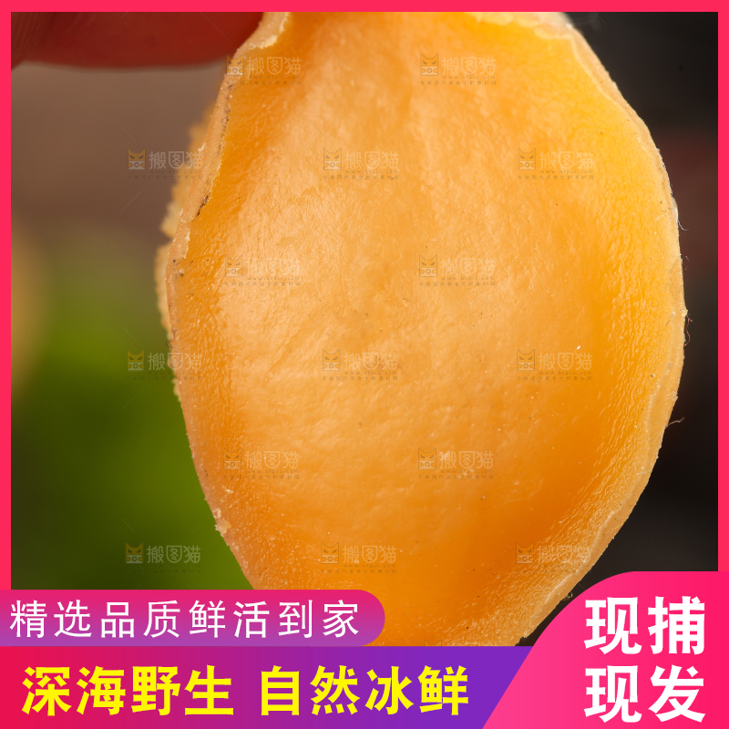 手拿鲍鱼干