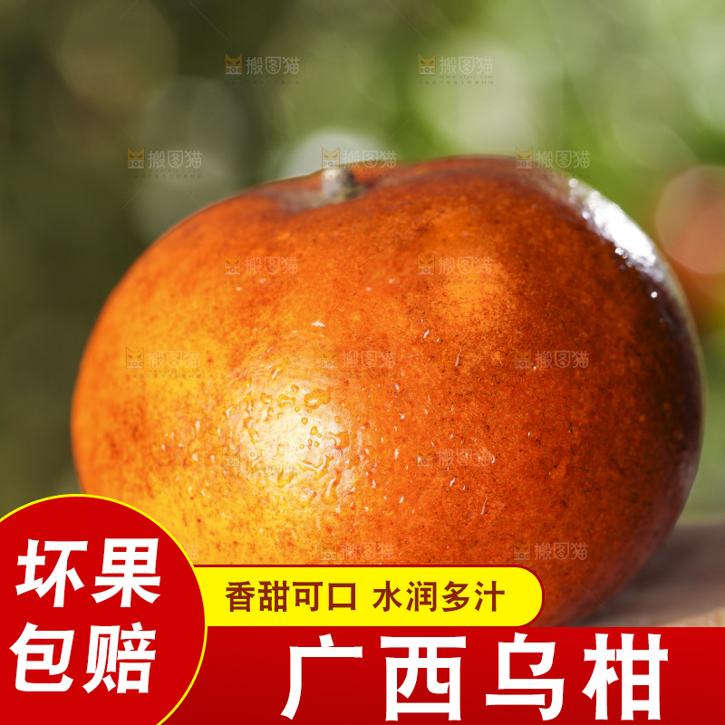 手拿新鲜乌柑