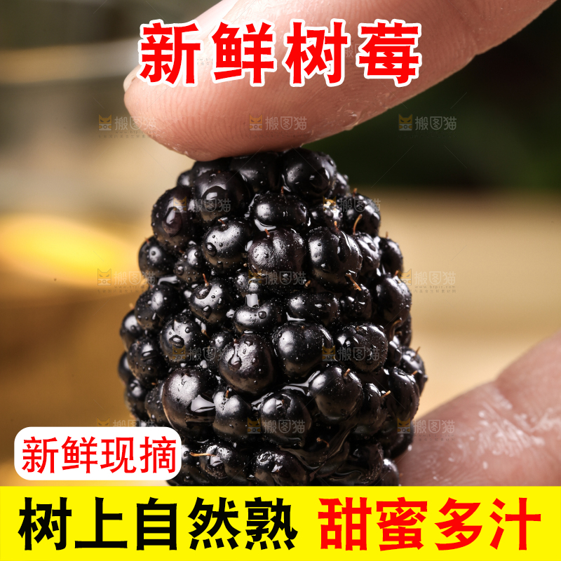 手拿黑树莓