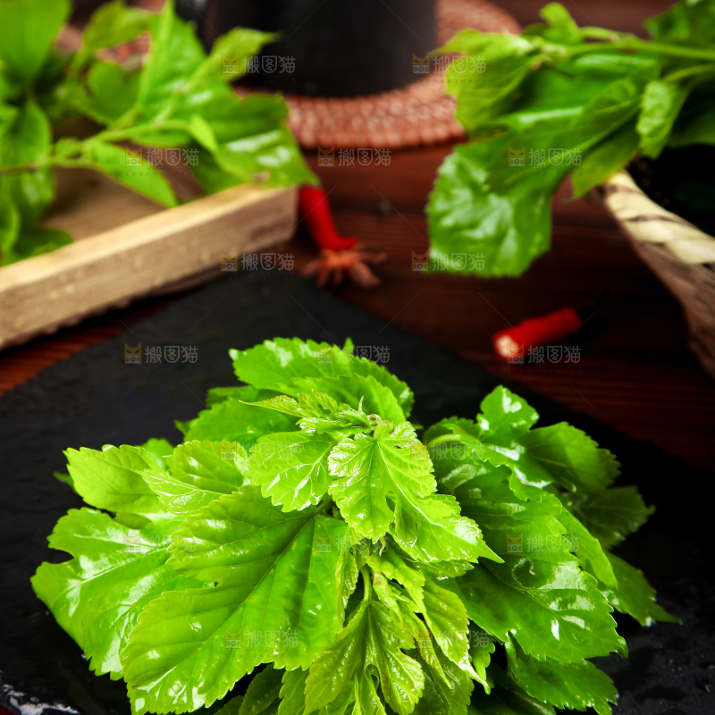 黑石板上放着新鲜桑叶