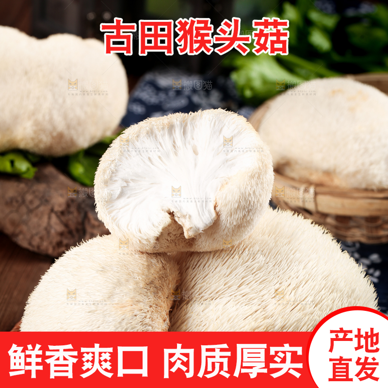 竹底上的云南新鲜猴头菇