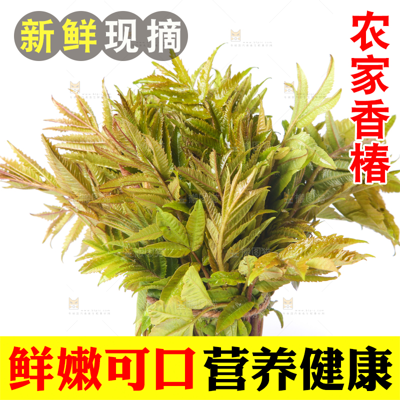 白底上放着野生香椿芽