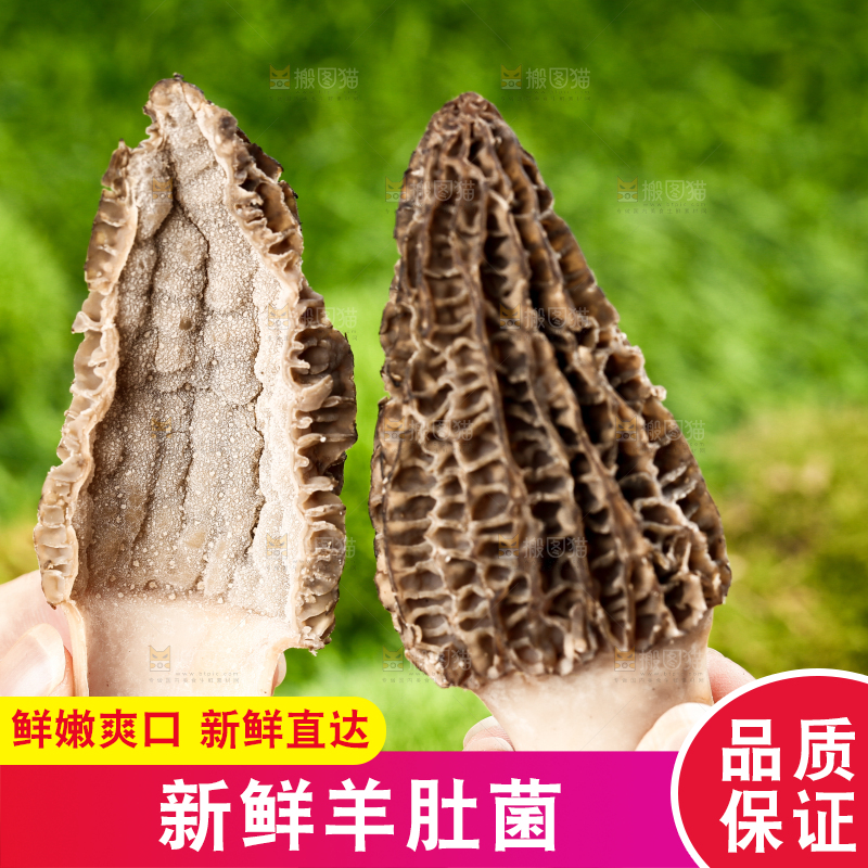 手拿切开的云南羊肚菌