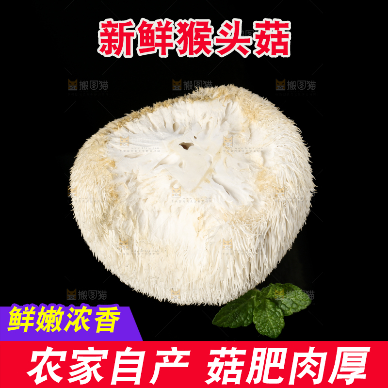 黑石板上的古田猴头菇
