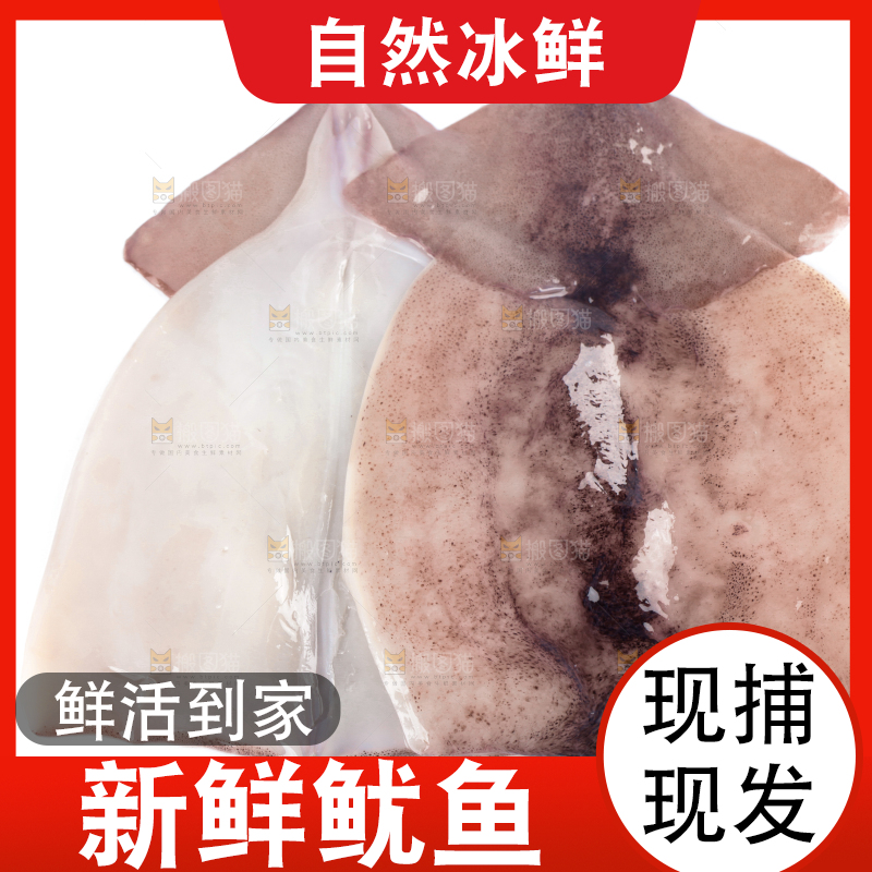 白底上放着大鱿鱼