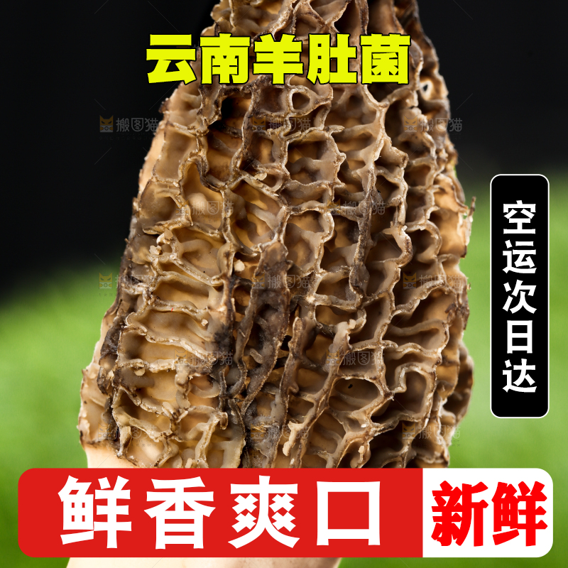 手拿羊肚菌