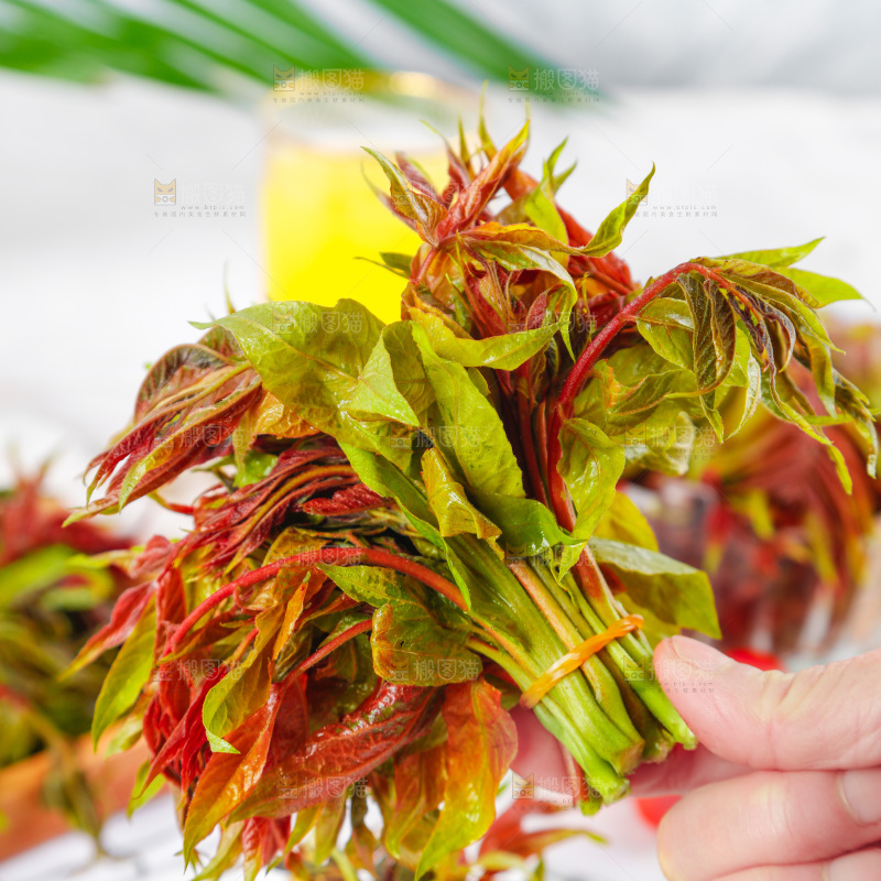 手拿香椿芽