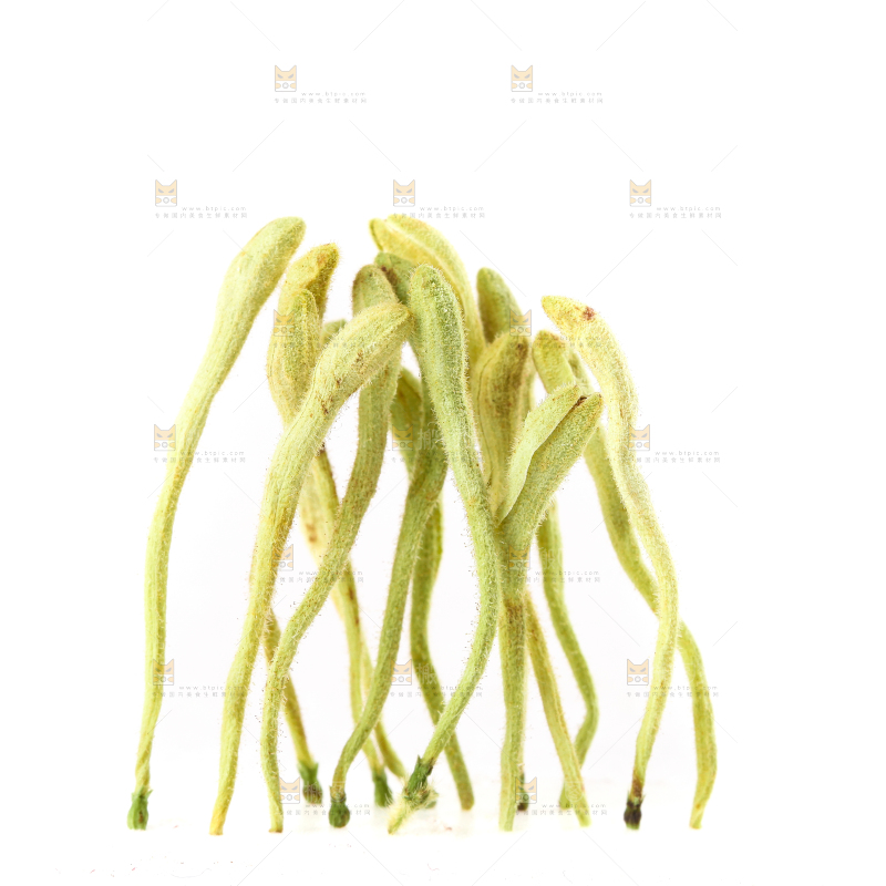 白底上的金银花