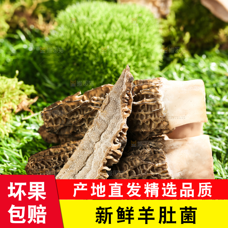 草地上的羊菌肚