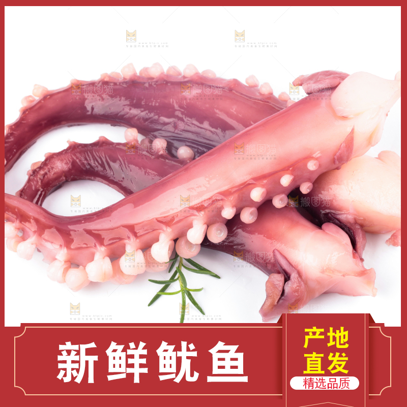 白底上的大鱿鱼