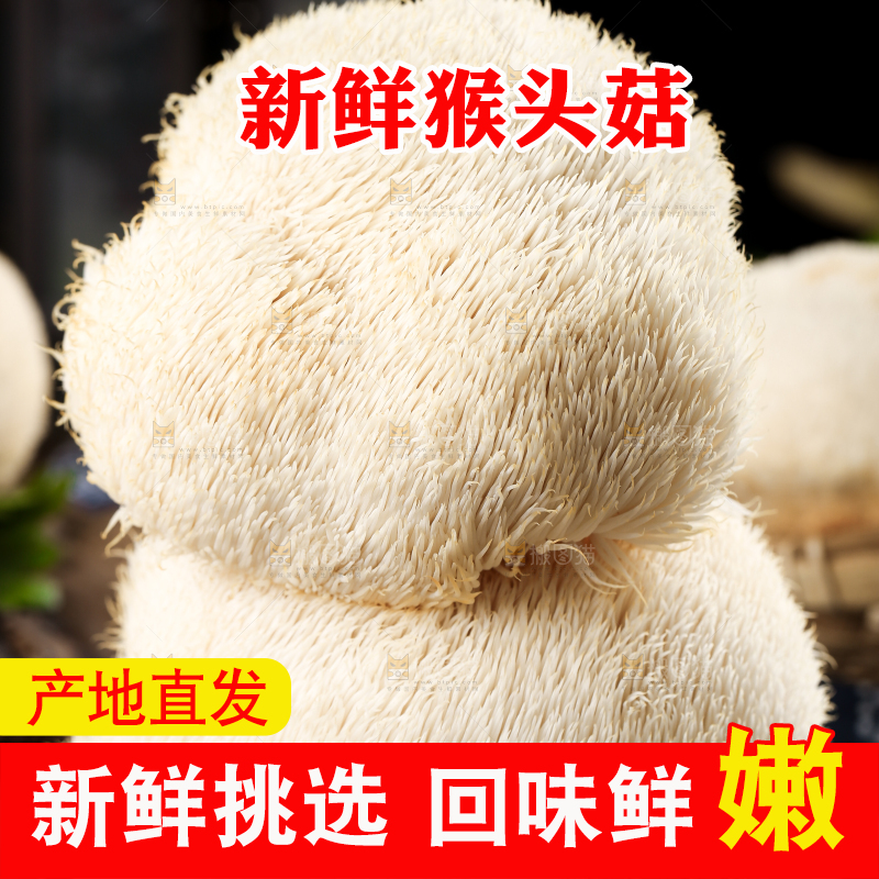 黑石板上的东北猴头菇