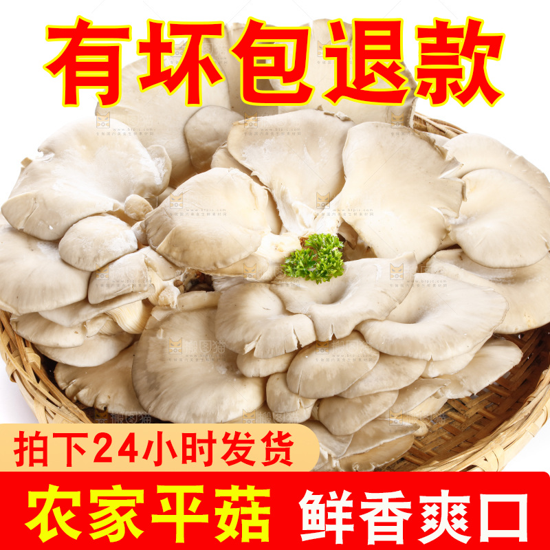 白底上的平菇