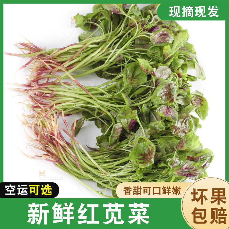 白底上的红苋菜