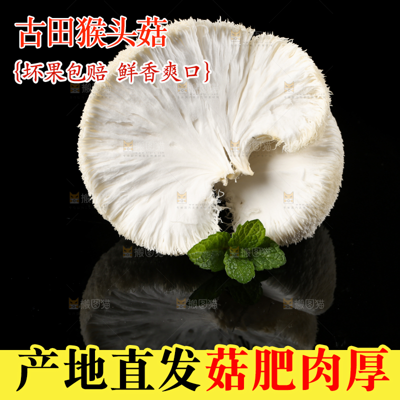 黑石板上的古田猴头菇