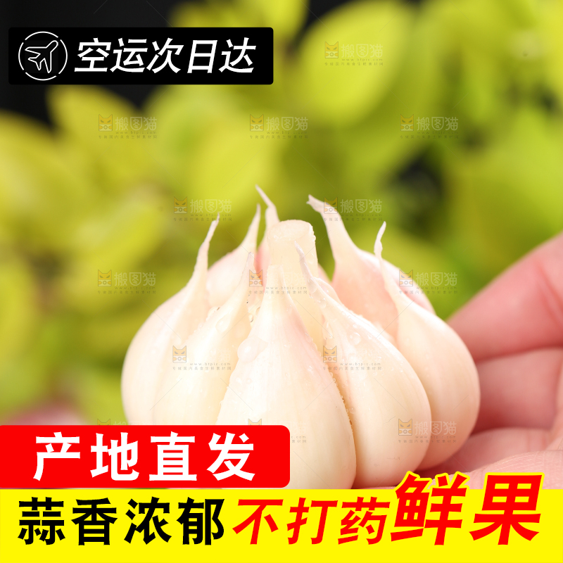 手里拿着紫皮多瓣蒜