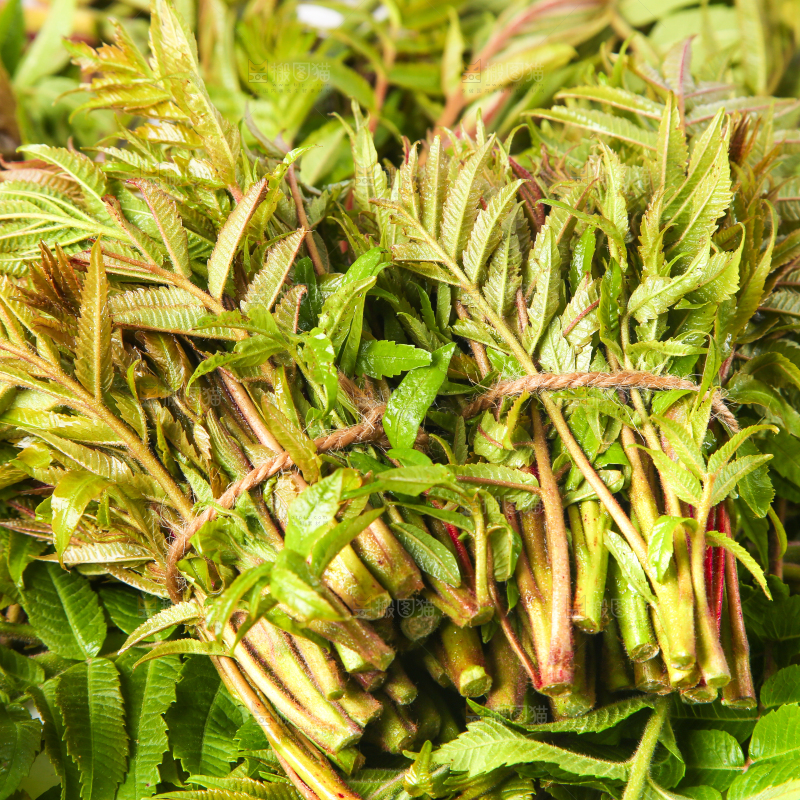 浅底上放着红香椿