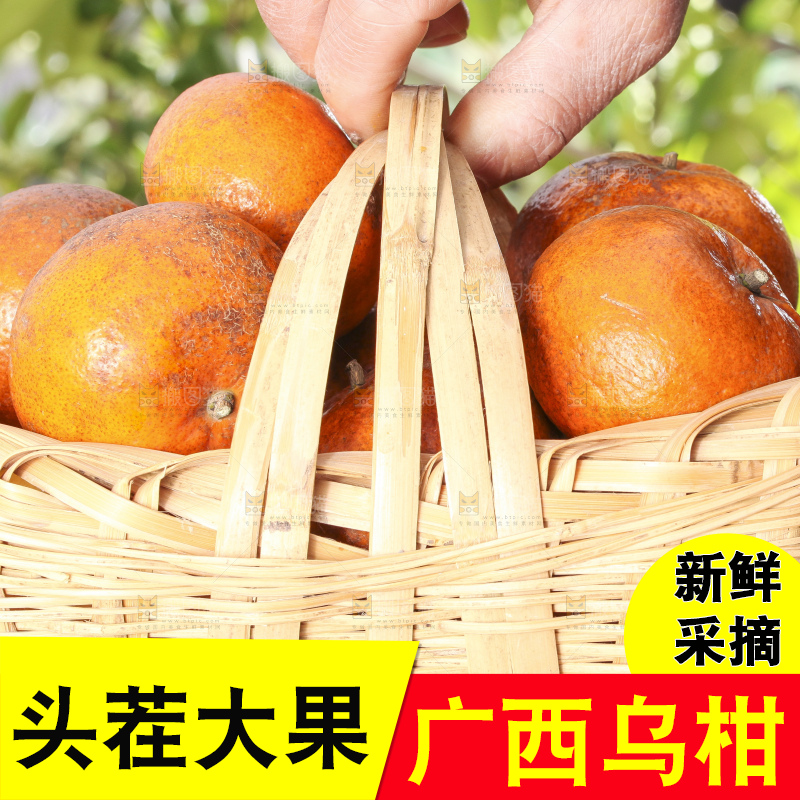 手拿一篮新鲜乌柑