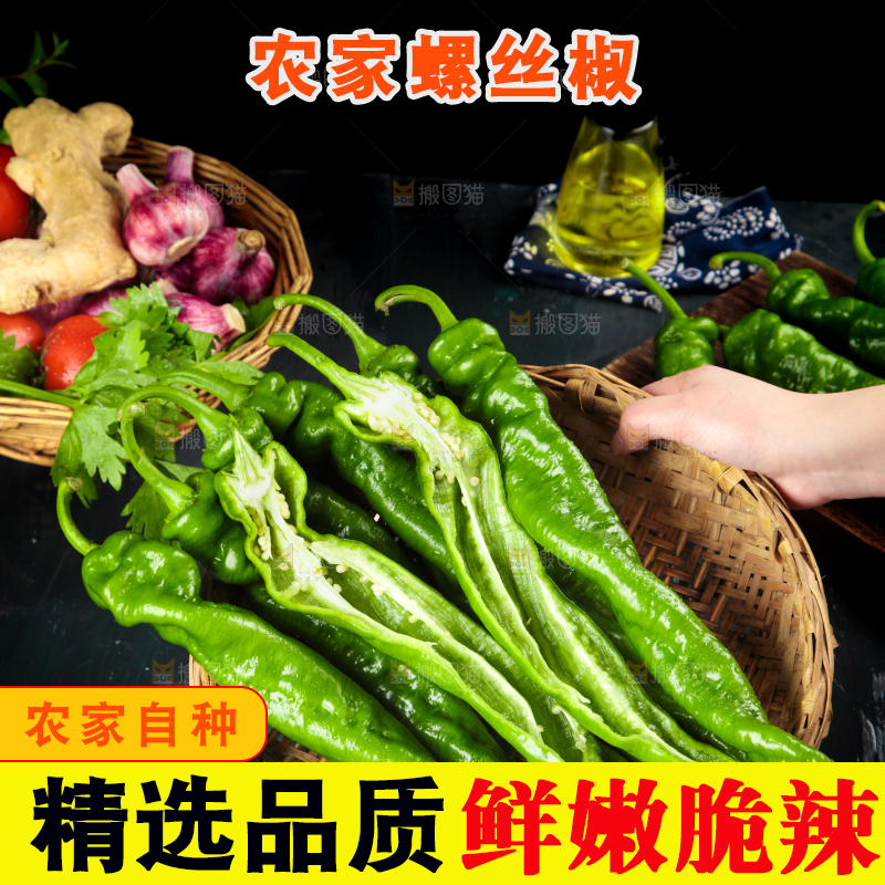 手里拿着新鲜螺丝椒
