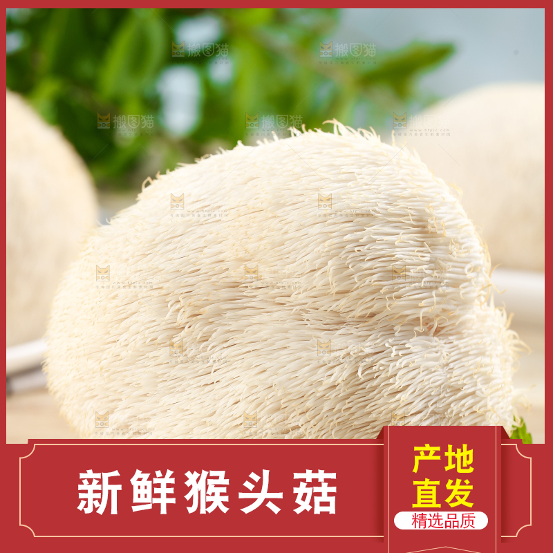 木板上放着长白山猴头菇