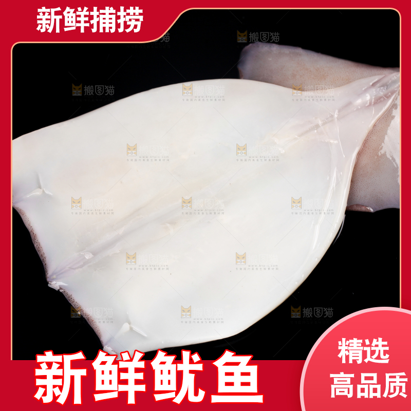 黑底上的野生大鱿鱼