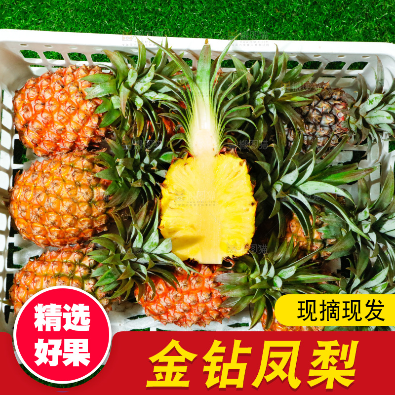 框子里装着金钻凤梨