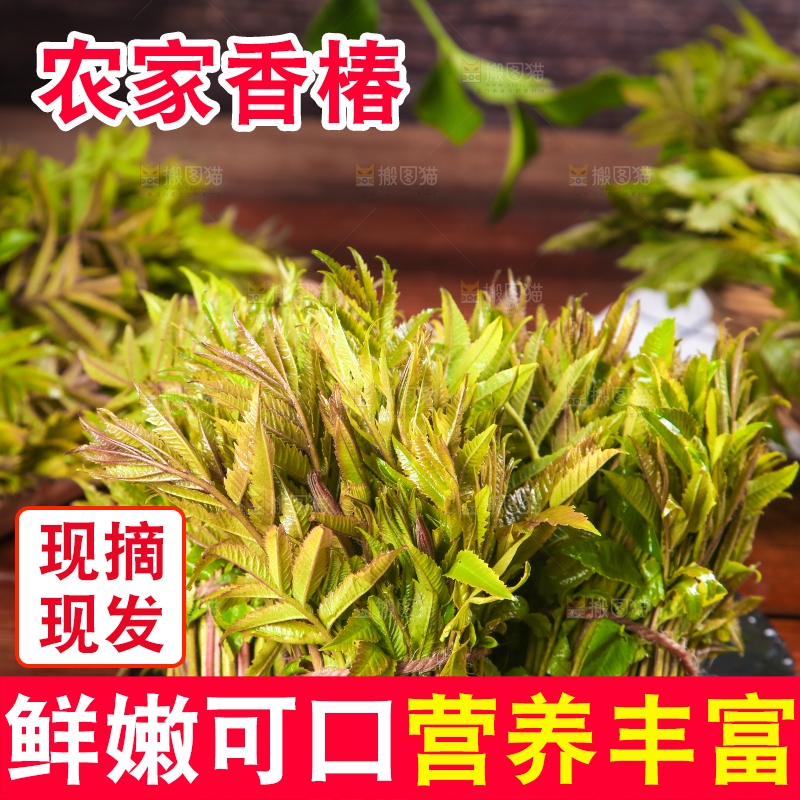 黑石板放着新鲜红香椿