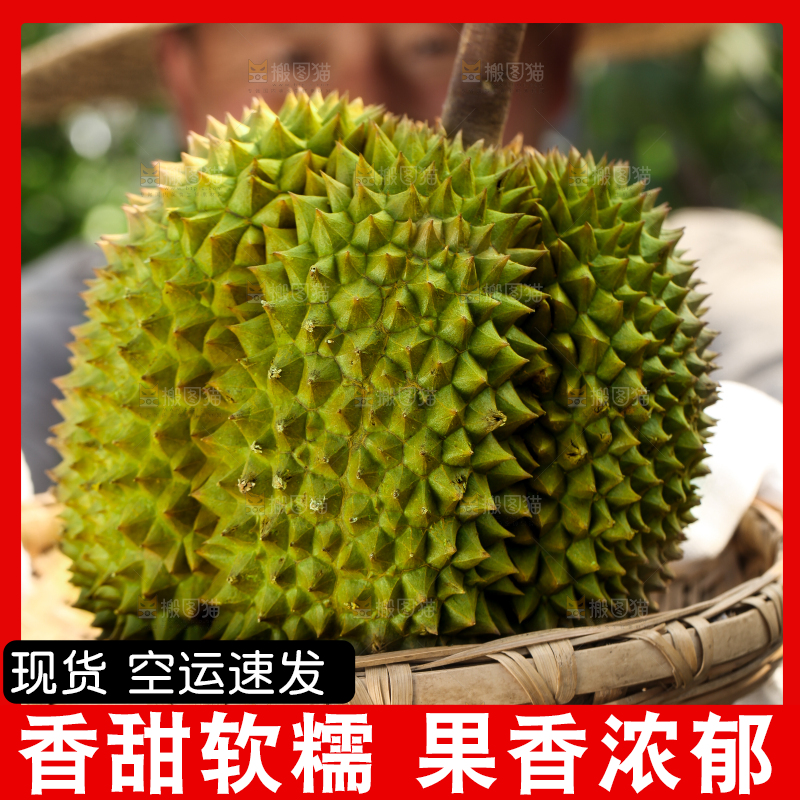 农民手里拿着泰国甲仑榴莲