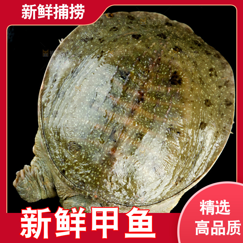 木板上放着大甲鱼
