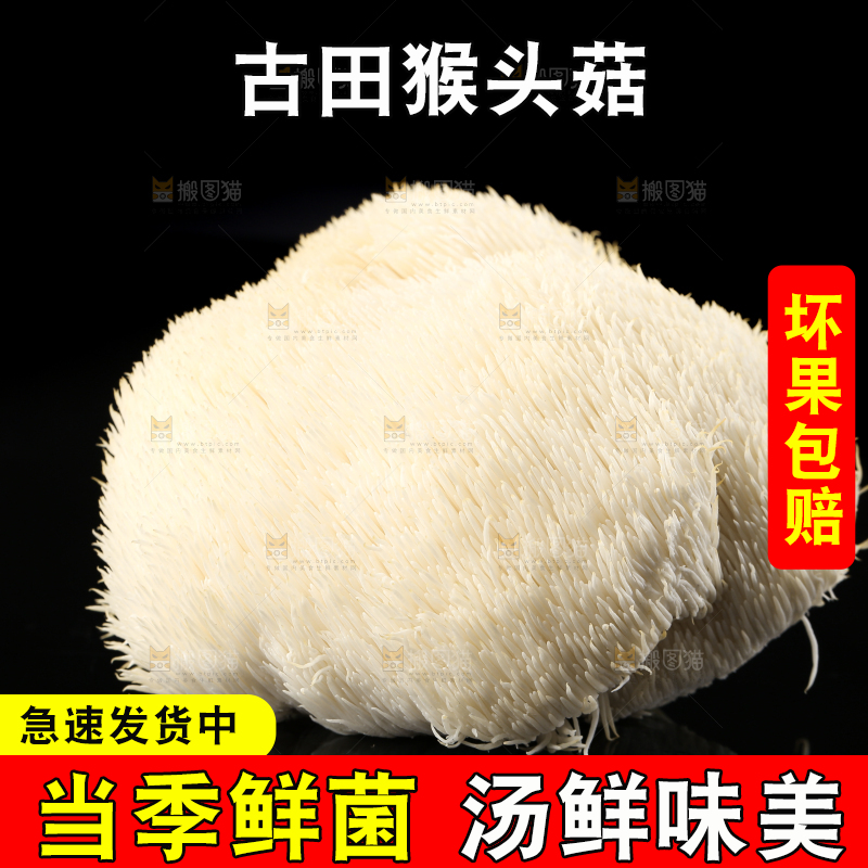 黑石板上的古田猴头菇