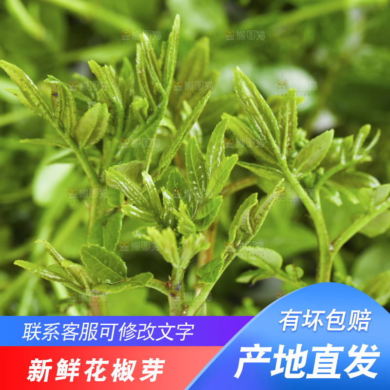 白底上的新鲜花椒芽