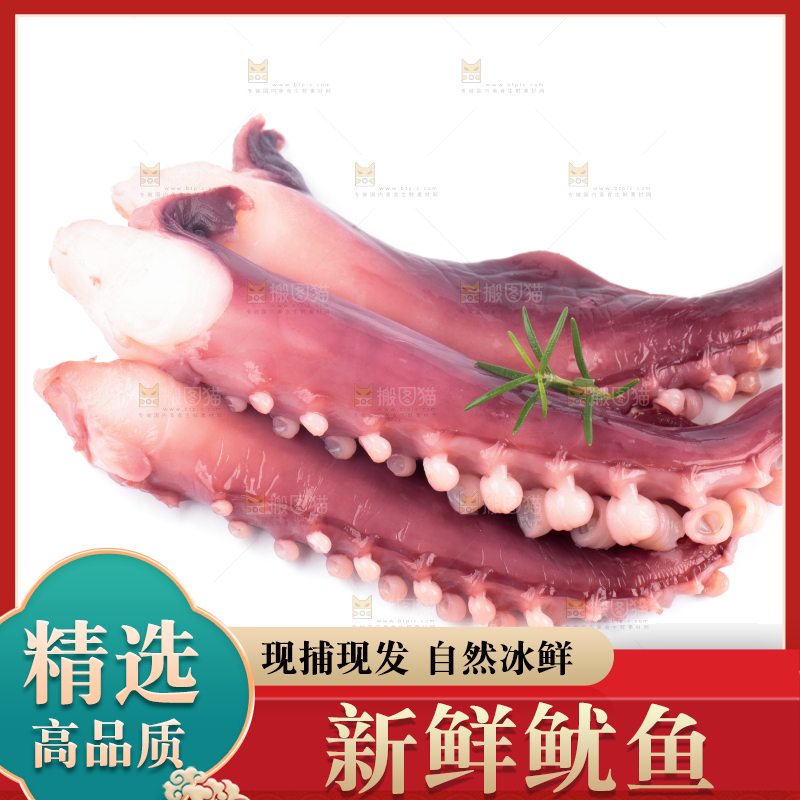 白底上的大鱿鱼