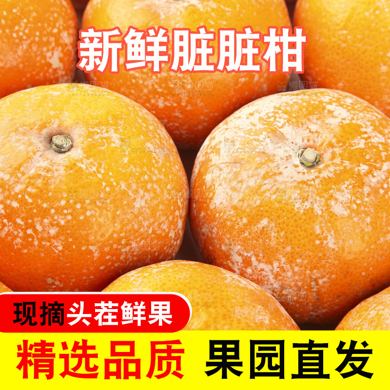 浅底上的武鸣茂谷柑