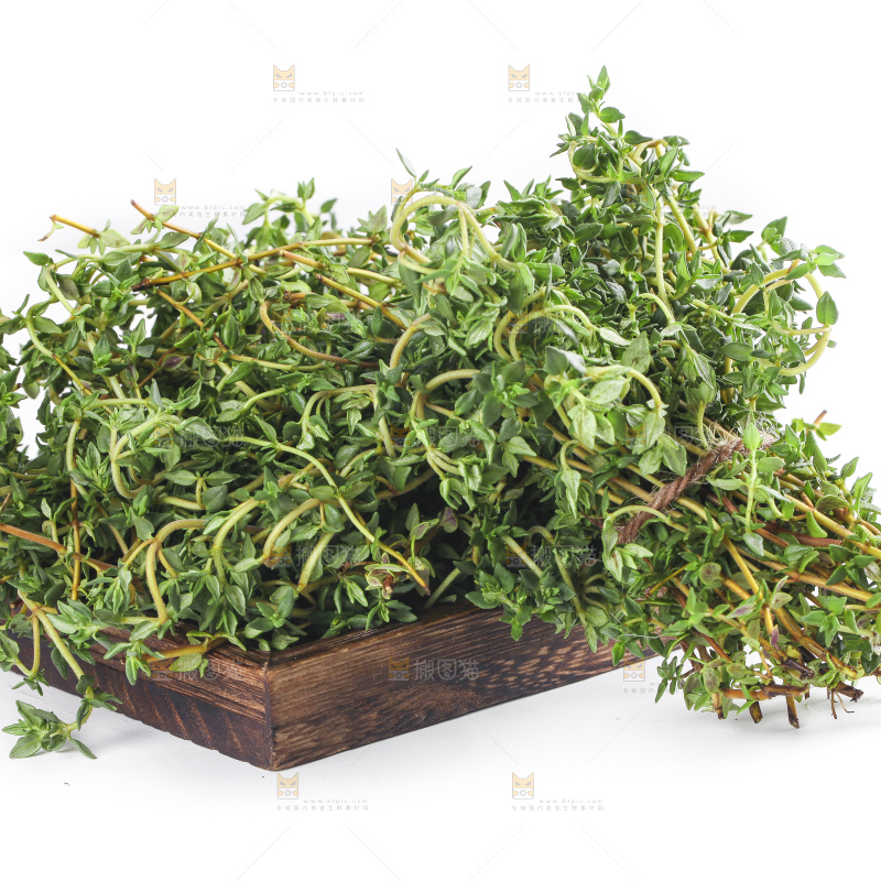 一盘香草放在白底上