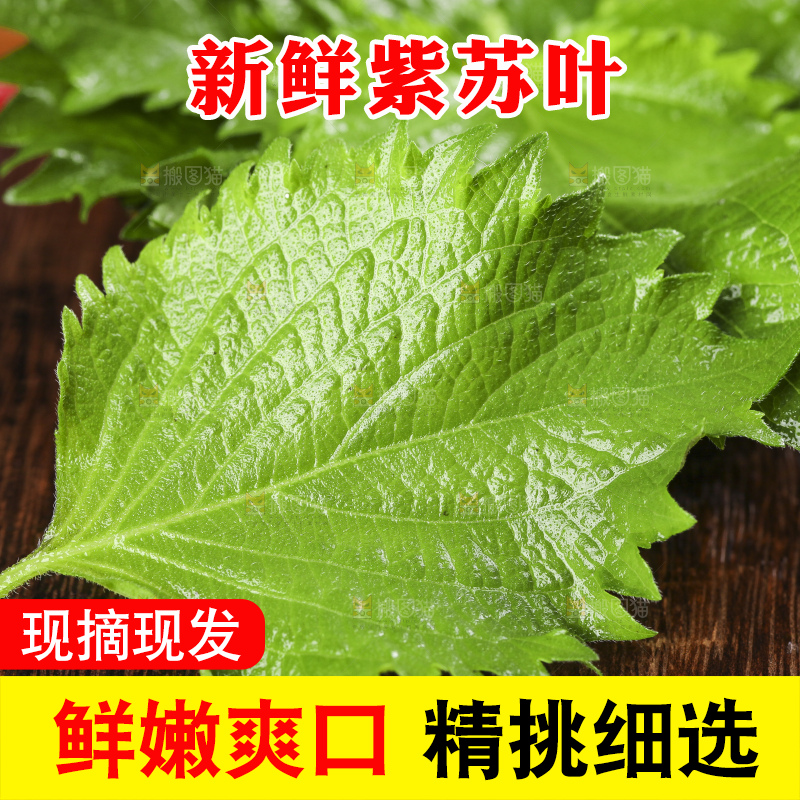 木底上的新鲜紫苏叶