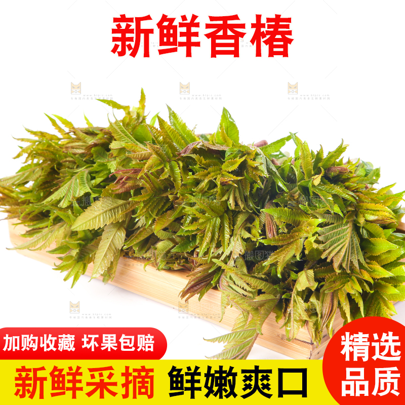 一盘新鲜香椿放在白底上
