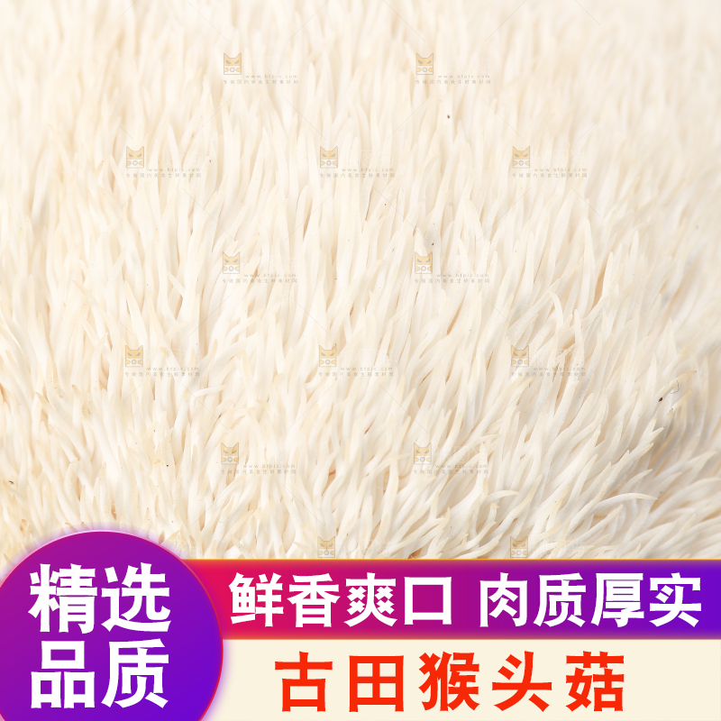 竹底上的云南新鲜猴头菇