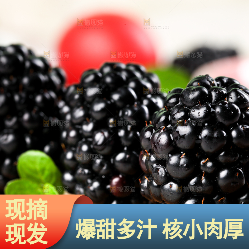 石板上的黑莓鲜果